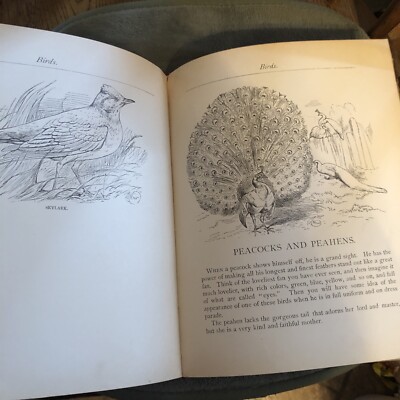 ca1880 Steps To Art (drawing & Painting) Lessons Tall hardback 225
