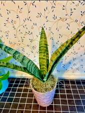 Snake Plant rooted Sansevieria green Snake Air Purifying plant in 6 pot