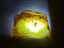 Bitterfelder Bernstein mit INKLUSE Spinne Seltenes Sammlerstück (Nr.1)