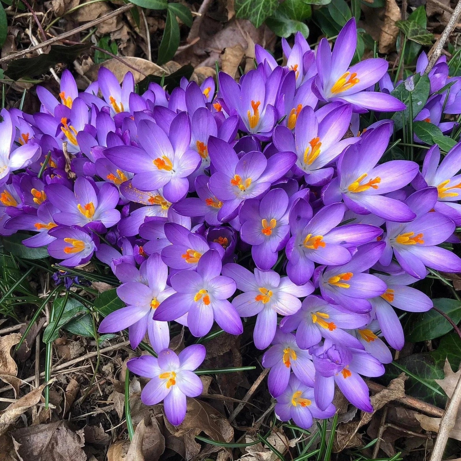 25+ Woodland Crocus Seeds Early Crocus tommasinianus Lovely