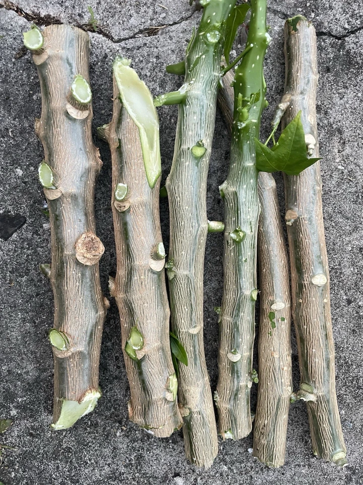 10 Hawaii Chaya Maya Tree Spinach Cuttings Volcanic Soil Superfood Cnidoscolus - Image 2 of 4
