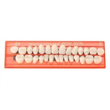 28Pcs/Set Resin Teeth Model Durable Dentures Universal Resi False Teeth