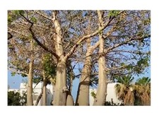 5x Adansonia digitata Baobab Affenbrotbaum Pflanzen - Samen B1873