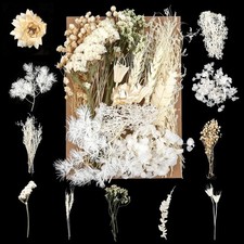 Getrocknete Trockenblumen DIY Scrapbook Deko Hellbeige