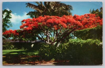 Honolulu Hawaii, Royal Poinciana Flame Tree in Blossom, Vintage Postcard
