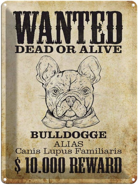 Blechschild 40X30 Cm Hund Wanted Dead Bulldogge Alias Deko Geschenk Metall Schil-image