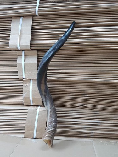 Halbpoliert natürlich Judaica koscher 60-70 cm jemenitisch Kudu Schofar Horn Israel - Bild 12 von 15
