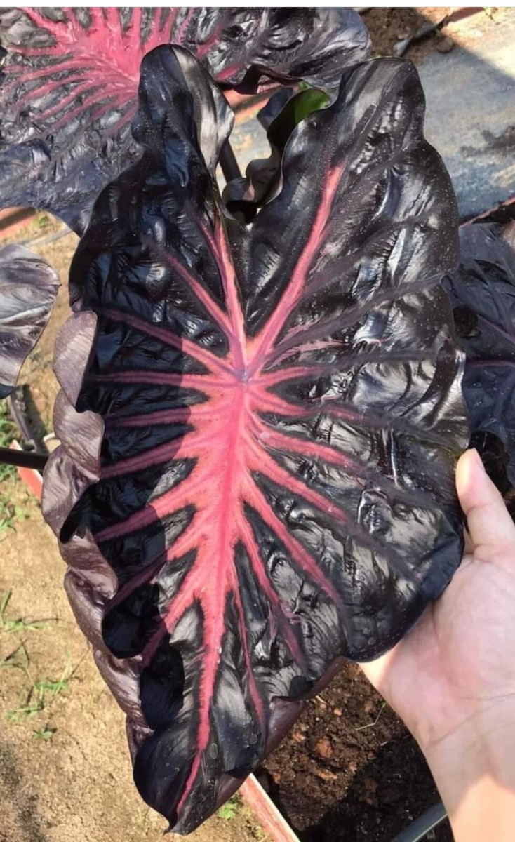 AUTHENTIC Colocasia Black Lava 1 bulbs | eBay