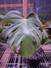 Rare Monstera White Tears Mint 2 Fenestrated Leaves Variegated