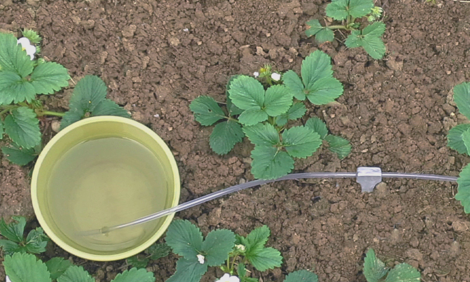 20x Self Watering Plant Automatic Drip Irrigation System Spike by Gravity - Picture 2 of 6