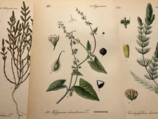 Illustration Pictures Lithograph Flora Botanica Flower Plant Fruit 1886 Antique