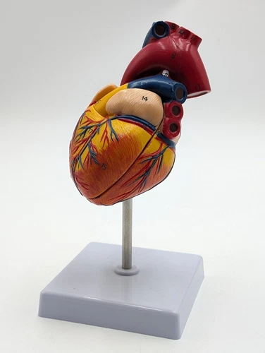 Anatomical Human Heart LifeSize 1:1 Model Medical Teaching Patient Counseling E7
