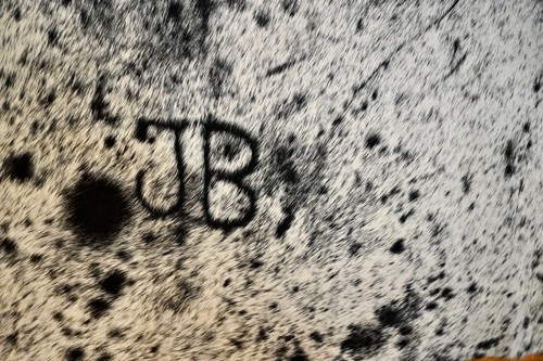 A Feature Packed Branded Mid Sized Speckle Park Salt & Pepper Cow Hide Rug - Foto 2 di 7