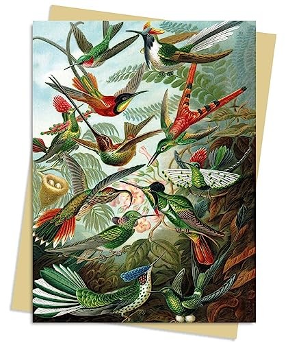 Ernst Haeckel: Hummingbirds Greeting Card Pack by Flame Tree... - - Image 4