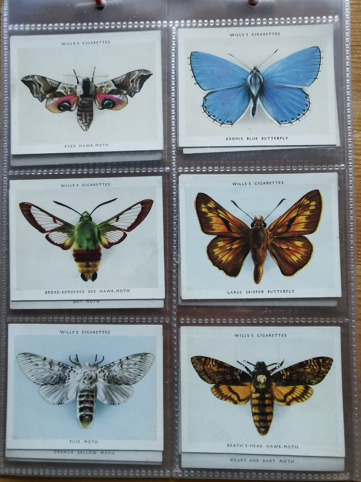 Butterflies And Moths, Full Set 40 Large Cigarette Cards (Wills) eBay
