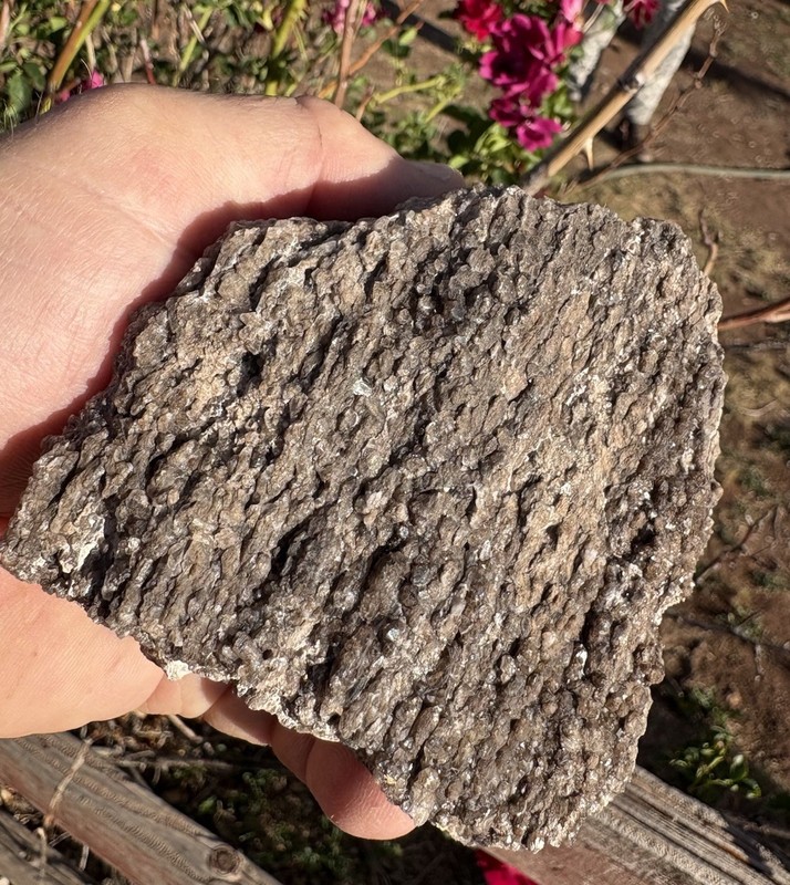 ☘️RR⛏️: Druzy Smoky Quartz On Rough Arizona Petrified Wood, 1.25 Lb 🪵