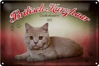 Blechschild Katze 30X20 Cm British Kurzhaar GroßBritanien Deko Schild Tin Sign