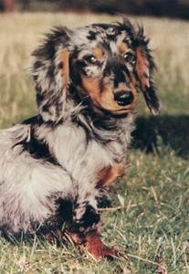 german wirehaired pointer t shirts