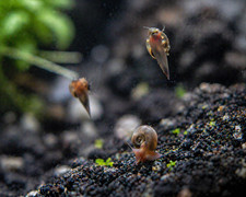Live Ramshorn Snails Aquarium Clean Up Crew Algae Eaters Freshwater Tank
