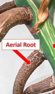 Add On- Special order to customize your cutting with an Aerial Root- Add On