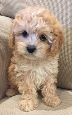 toy cavoodle gumtree