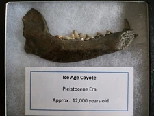 RARE ICE AGE JAW TOOTH FOSSIL DISPLAY ANCIENT WOLF COYOTE DOG NOT DINOSAUR LOOK!