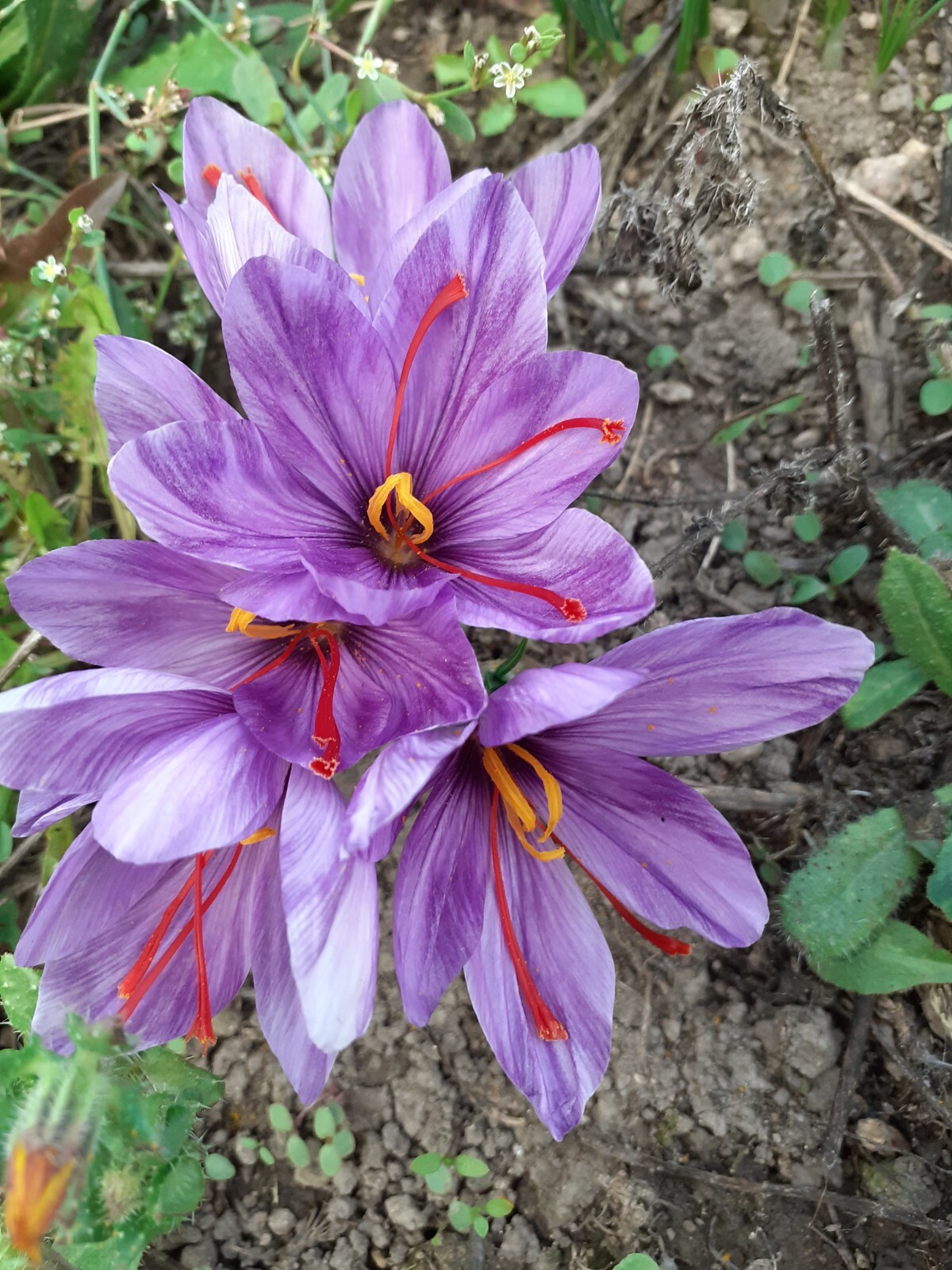 Pure essential saffron water 100 ml bottle Aromatherapy eBay