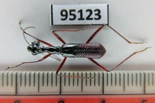 95123****Cicindelidae sp. Vietnam North*****