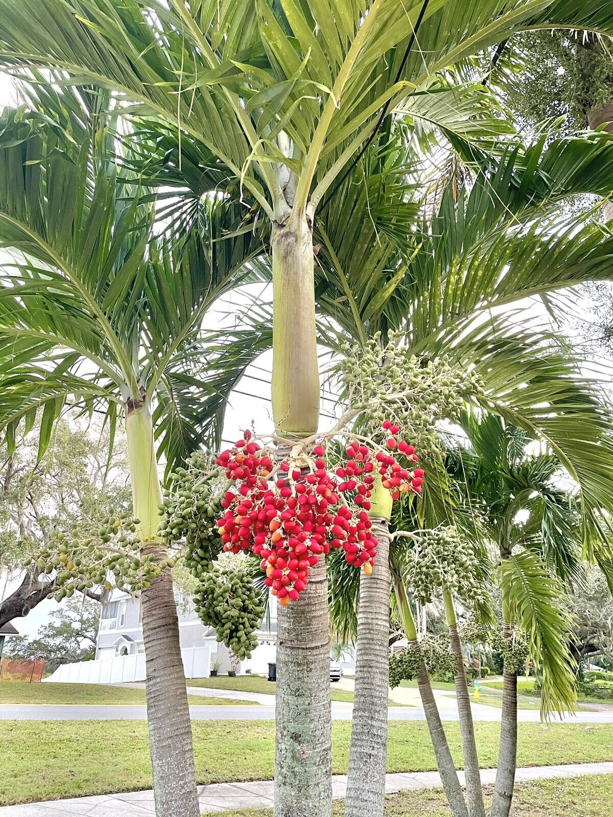 15-seeds-christmas-manila-palm-tree-adonidia-merrillii-live-tropical