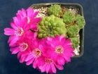 Sulcorebutia callichroma VZ122,seeds10 pcs