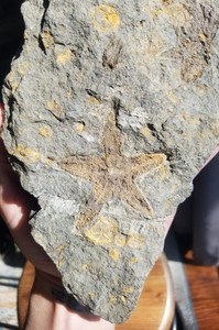 Ordovician Sea Starfish Brittlestar Fossil Morocco Marine Over 400 Mill Yrs Old