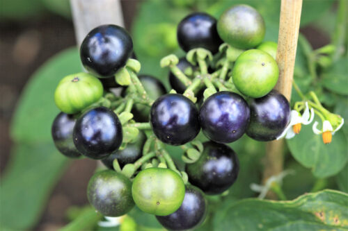 100 GARTEN HUCKLEBERRY gemahlen Kirsche Solanum Melanocerasum Beere Obst Buschsamen - Bild 1 von 5