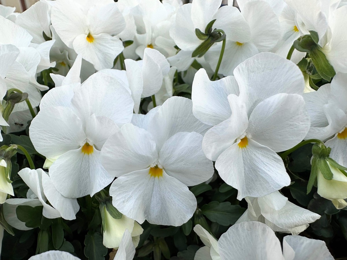 50 WHITE PANSY Clear Crystals Violet Viola Wittrockiana Flower