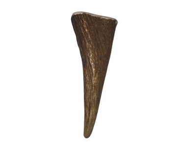 Small Antler Moose Tine - Dog Chew - Naturally Shed - Made in the USA - Grade A