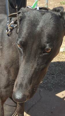 relaxing dog music separation anxiety