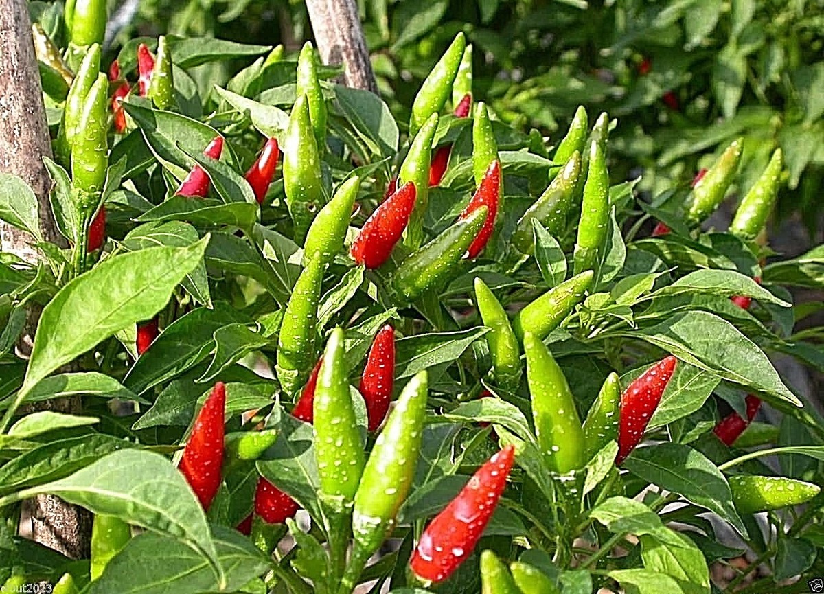 Salsa Di Peperoncino Molto Piccante Sriracha - 455ml - SENZA GLUTAMATO - Foto 8