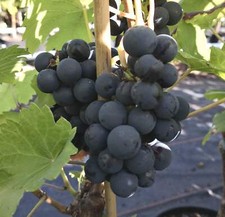 Weinrebe Regent pilzresistent rote Tafeltraube robust