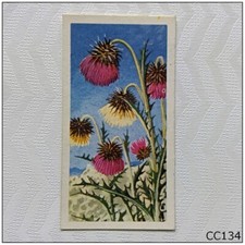 Brooke Bond Wild Flowers Series 3 #26 Musk Thistle Tea Card (CC134)