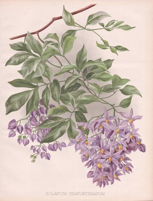 Nachtschatten Solanum nightshade West Indies Blume flower botany Robinson Litho