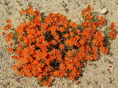 SEEDVILLE USA 100 SCARLET PIMPERNEL (Adders Eyes) Anagallis Arvensis Flower Seeds
