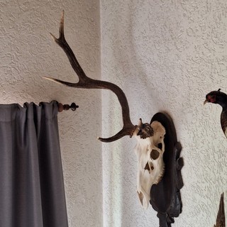 Abnormes Hirschgeweih auf Holzbrett
