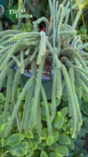 Rat Tail Cactus Aporocactus Flagelliform - Exact Specimen - 8" Hanging Pot