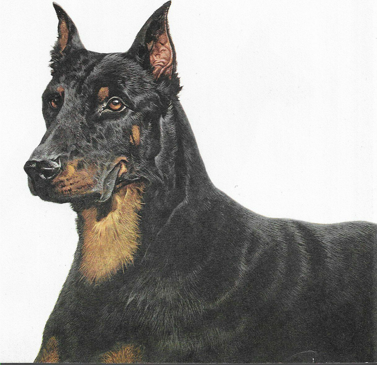 how much does a beauceron cost