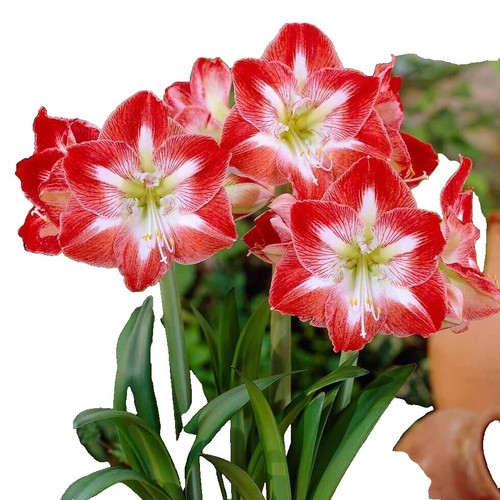 2 RARE Amaryllis Cross HIPPEASTRELIA Durga Pradhan bulb | eBay