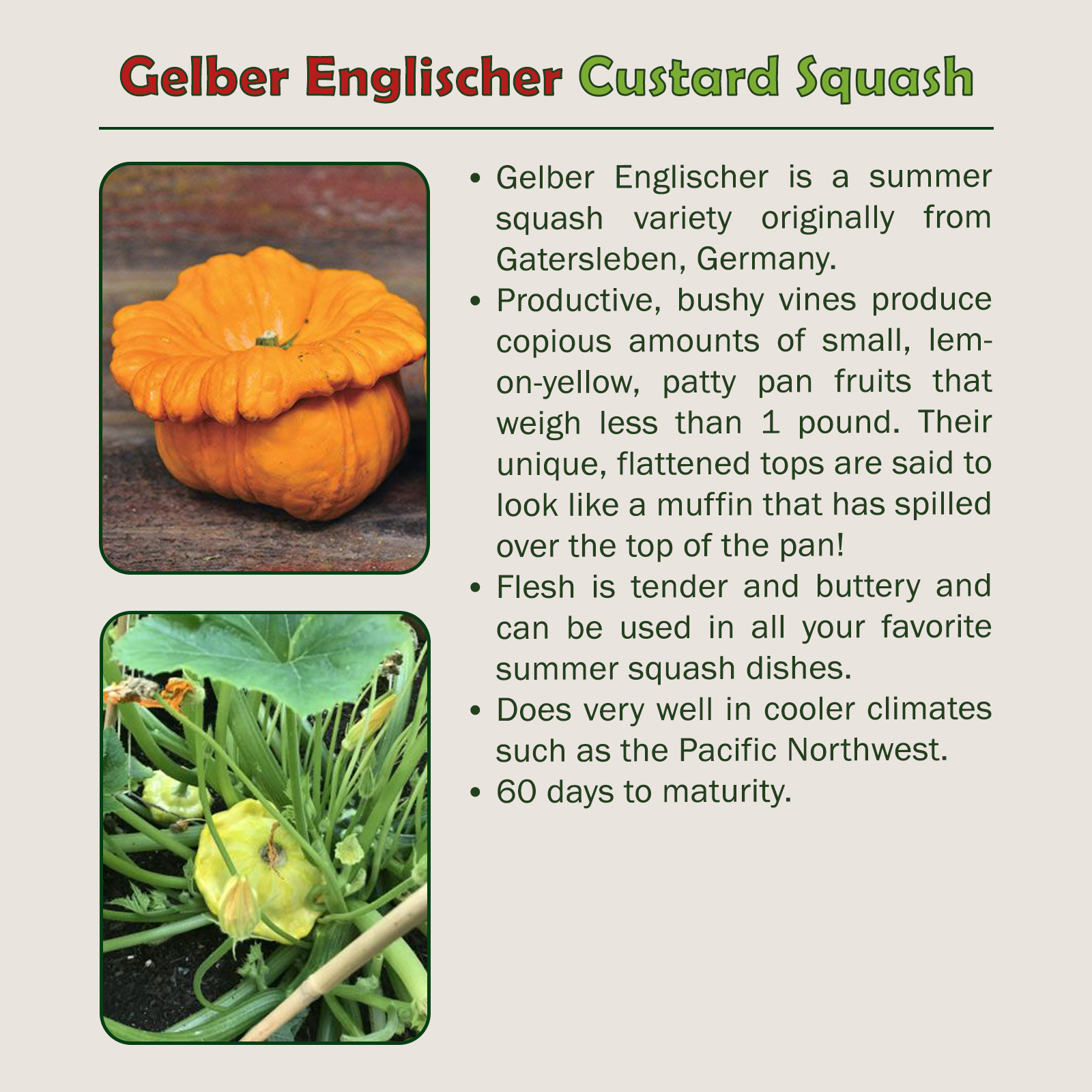 10 Gelber Englischer Custard Squash Seeds, Heirloom, Non-GMO, Genuine ...