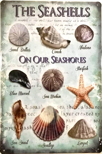 TIN SIGN new 8x12 Shells seashells beach ocean sand dollar starfish seashore B21