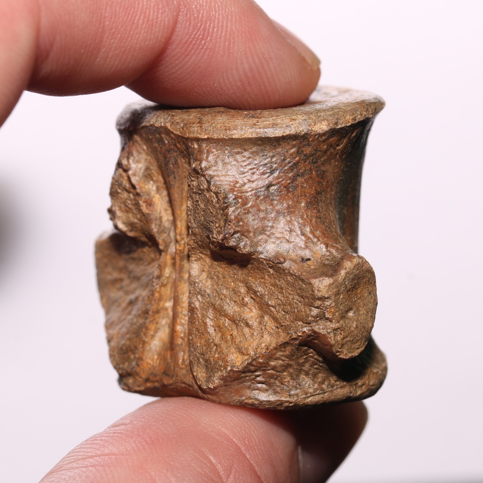 Champsosaurus Vertebra - Dinosaur Aged BEAUTIFUL Hell Creek Formation Cretaceous