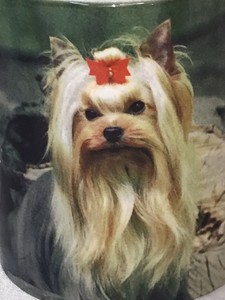 yorkshire terrier coat
