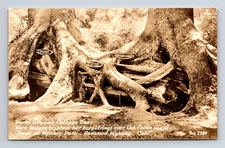 RPPC Octopus Tree Redwood Highway California CA Real Photo Postcard