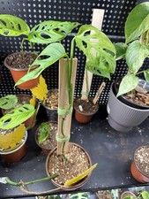 Monstera  Adensonii  